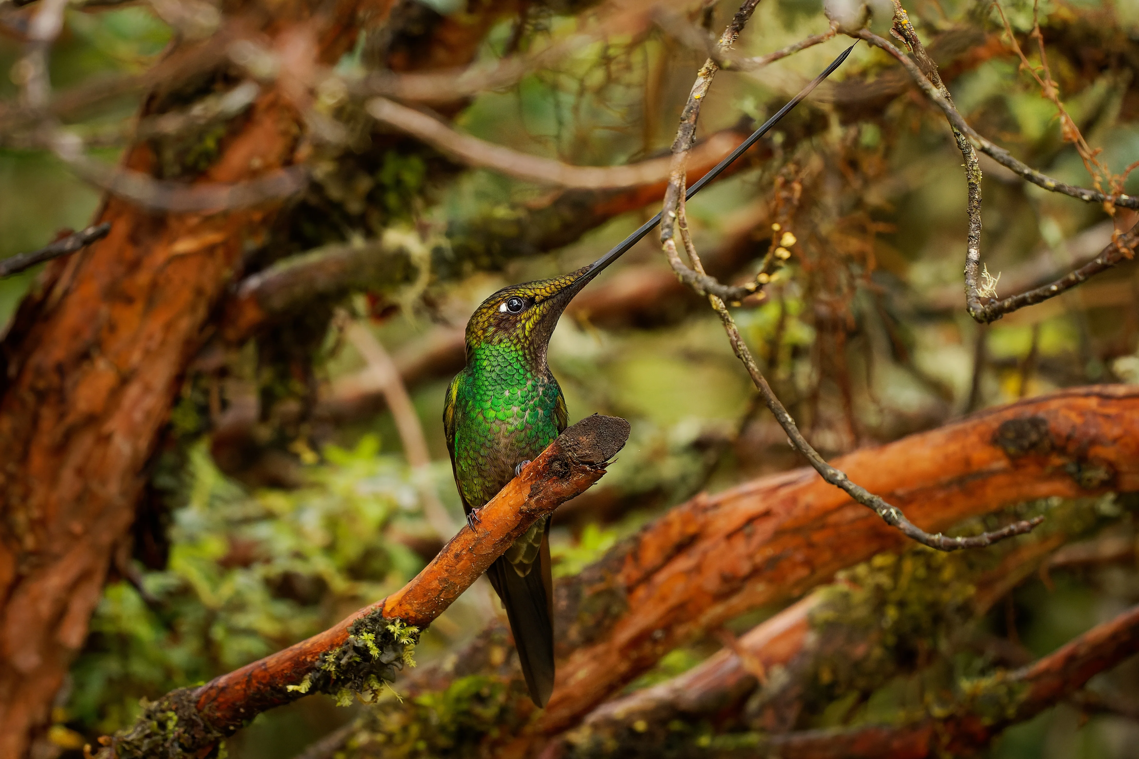 Schwertschwanz (Ensifera ensifera)