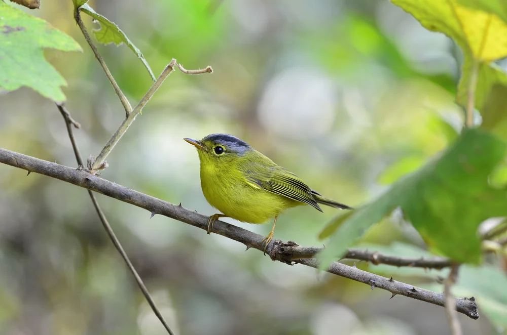 Schwester-Waldsänger (Seicercus tephrocephalus)