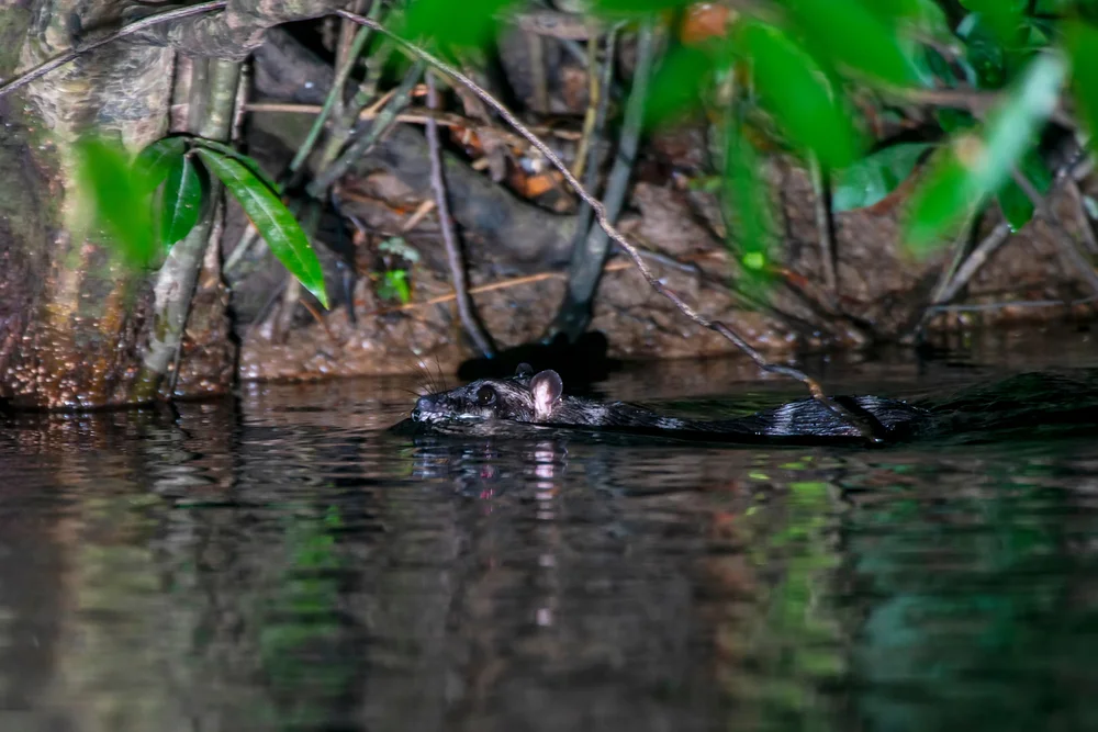 Water,Opossum,Photographed,In,Chapada,Dos,Veadeiros,National,Park,,Goias.