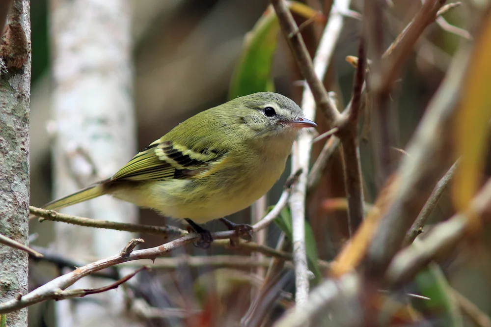 Sclaters Tyrann (Phyllomyias sclateri)
