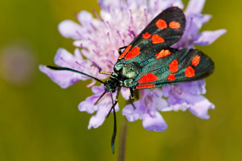 The,Six-spot,Burnet,(zygaena,Filipendulae),Butterfly,On,A,Scabiosa,Flower