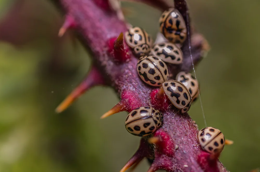A,Cluster,Of16-spot,Ladybirds,-,Tytthaspis,Sedicimpunctata