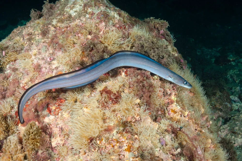 Conger,(conger,Conger),Granada,,Spain