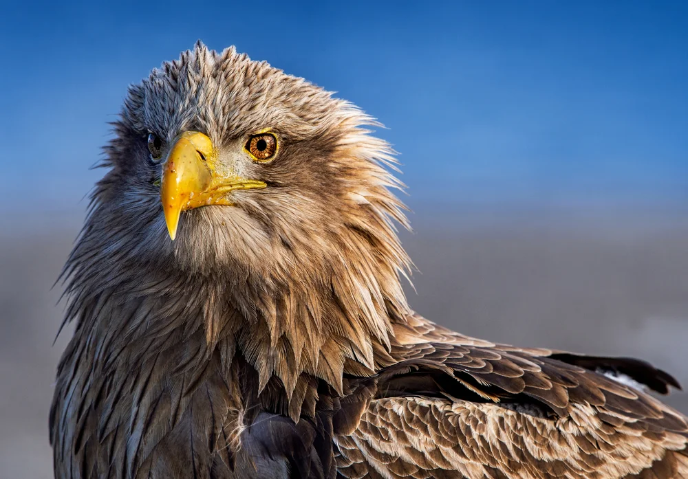 White-tailed,Eagle.,Scientific,Name:,Haliaeetus,Albcilla.