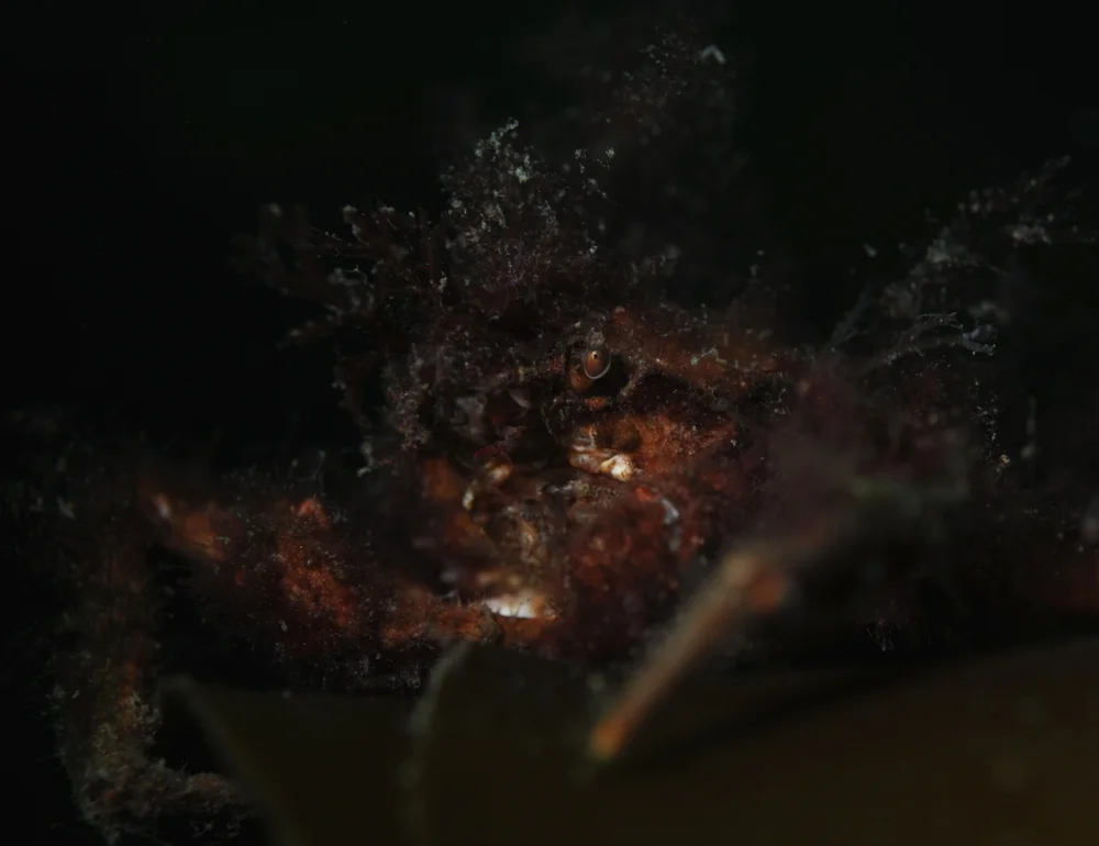 Seebarsche (Chaunacidae)