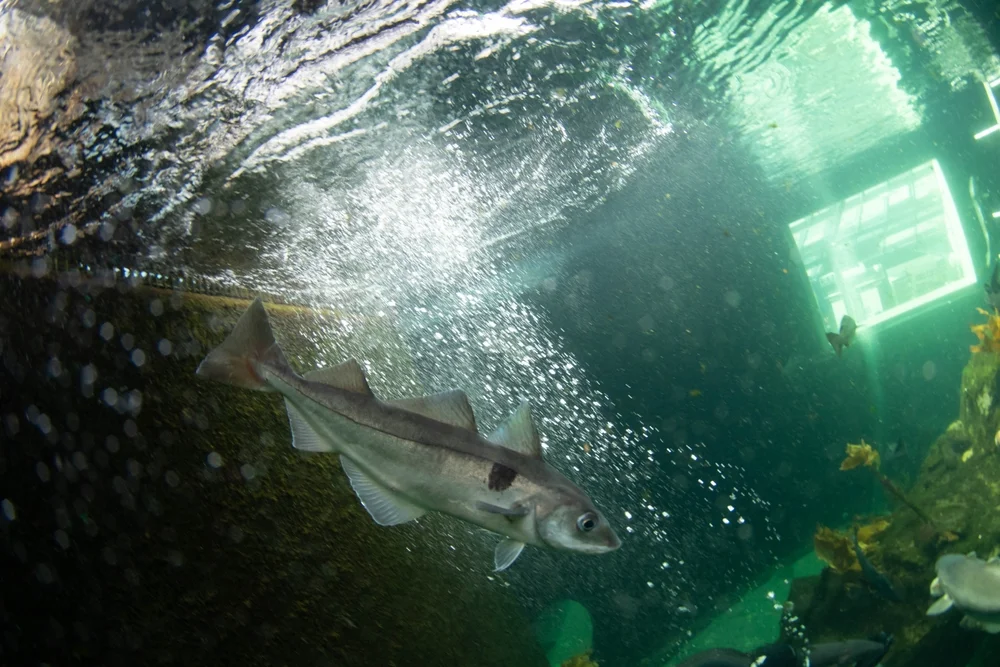 Seelachs (Melanogrammus aeglefinus)