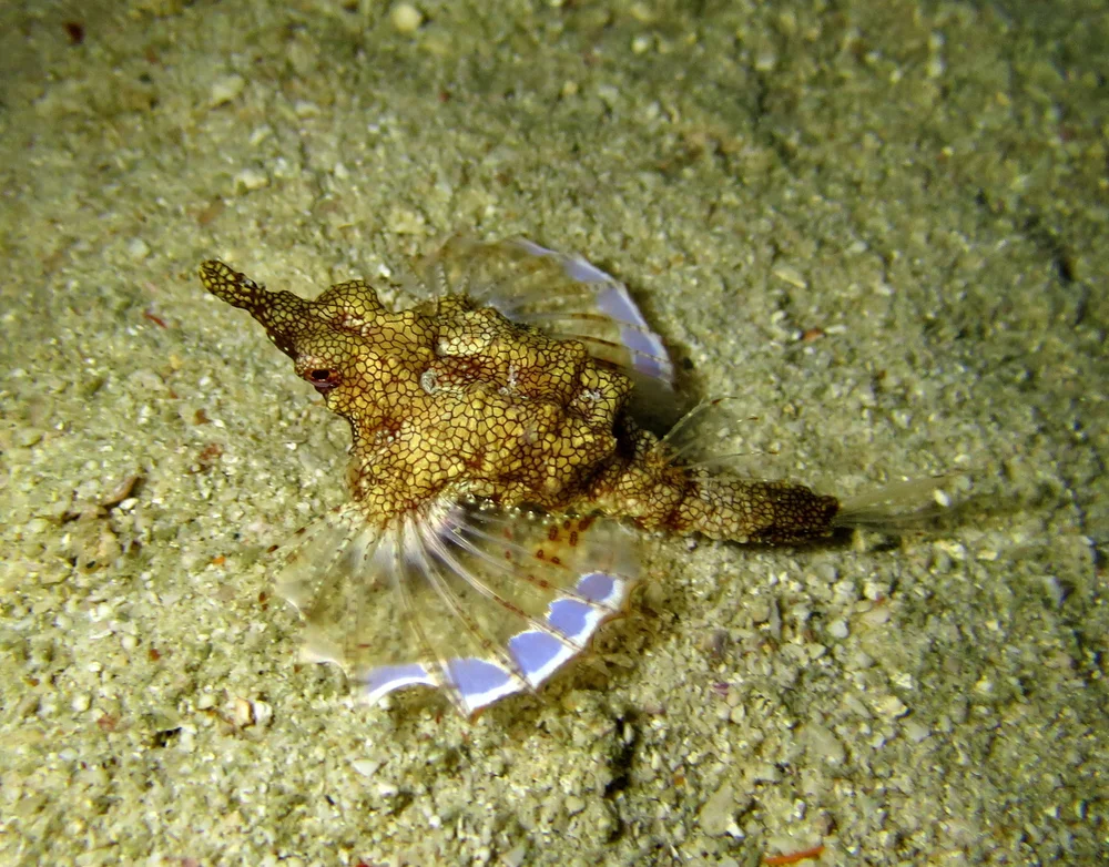 Seenadeln (Pegasidae)