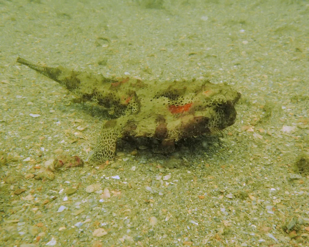 Seepferdchen (Ogcocephalidae)