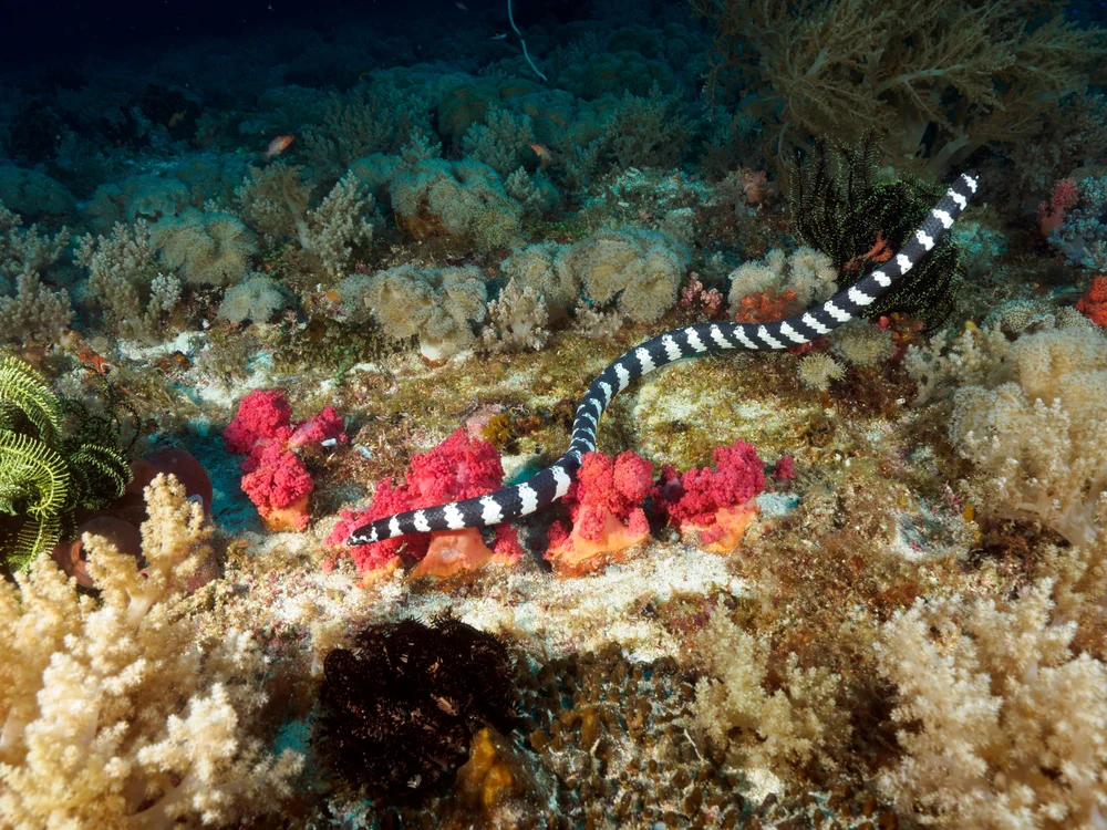 Seeschlangen (Hydrophiinae)