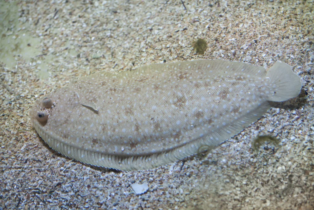 Seezunge (SoIea solea)