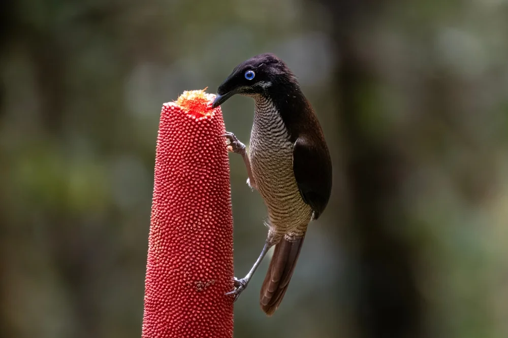 Sefilata-Paradiesvogel (Parotia sefilata)
