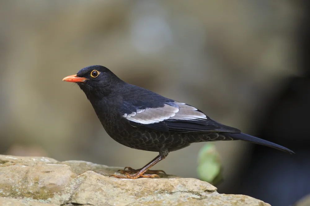 Seidendrossel (Turdus boulboul)