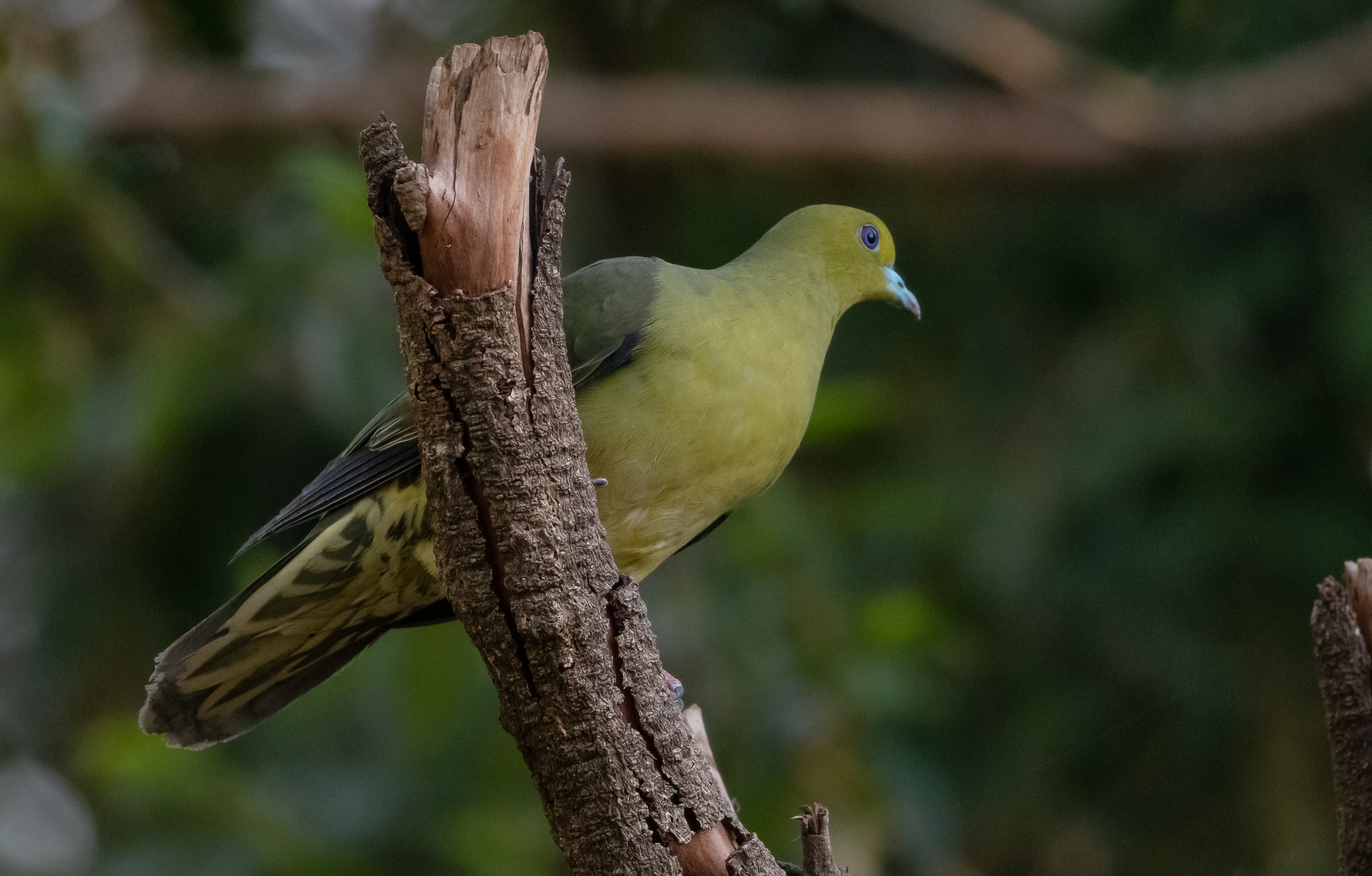 Seimunds Grüntaube (Treron seimundi)