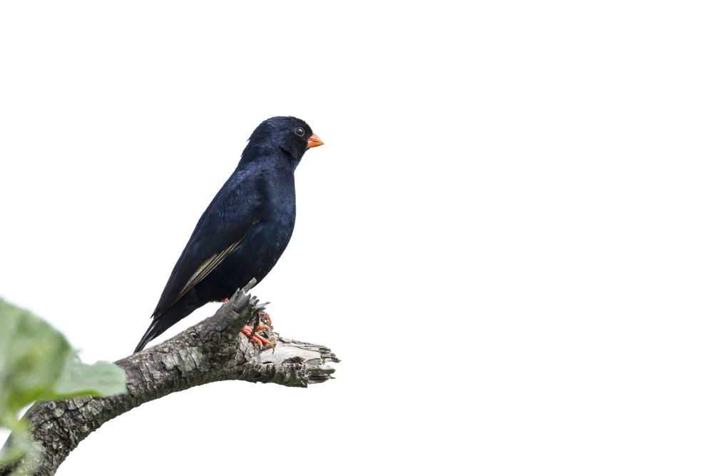 Seltene Paradieswitwe (Vidua raricola)