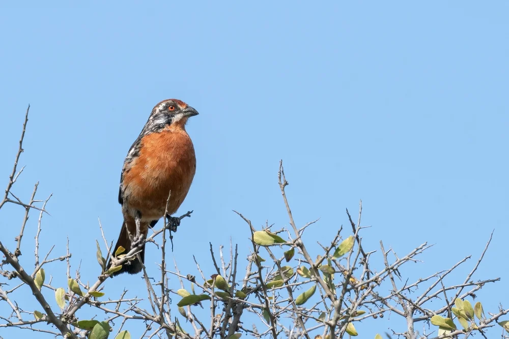 Seltene Pflanzenschneider (Phytotoma rara)
