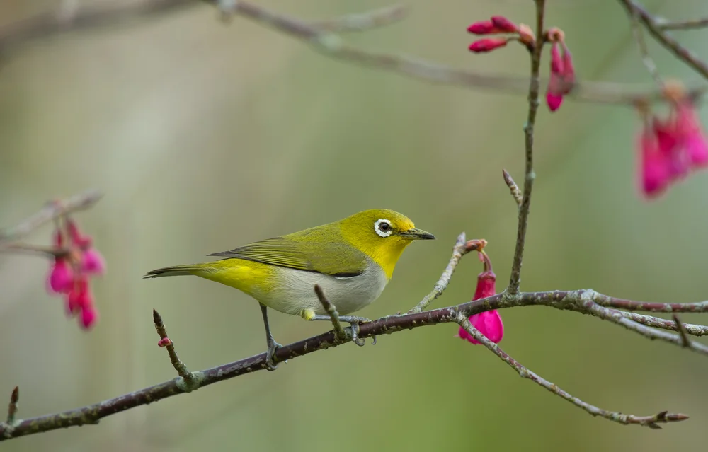 Senegal-Brillenvogel (Zosterops semperi)