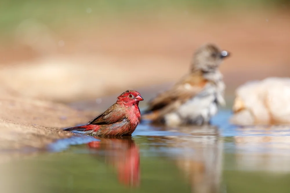 Senegal-Amarant (Lagonosticta senegala)