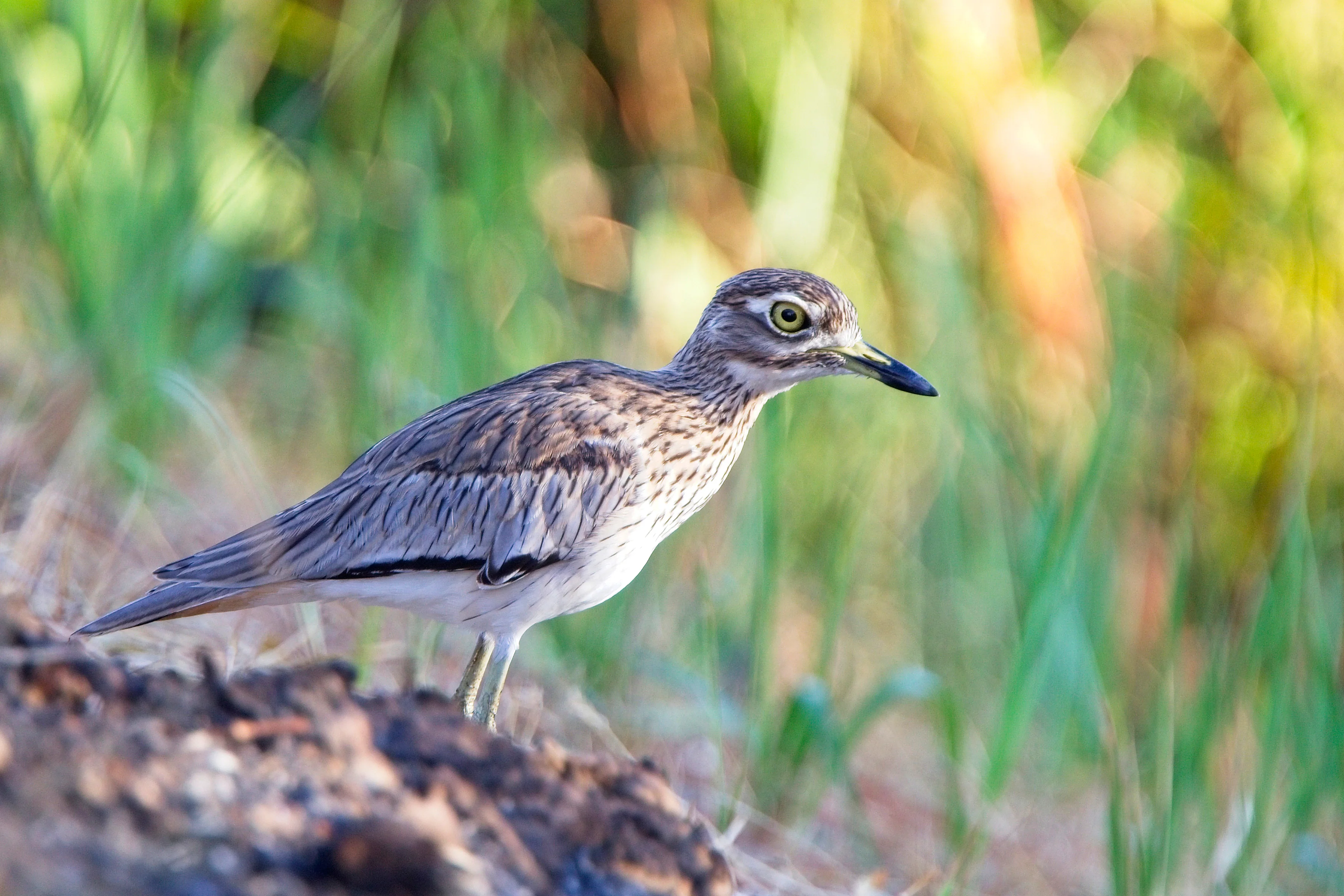 Senegal-Triel (Burhinus senegalensis)