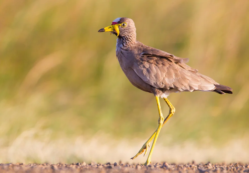 Senegalkiebitz (vanellus senegallus)