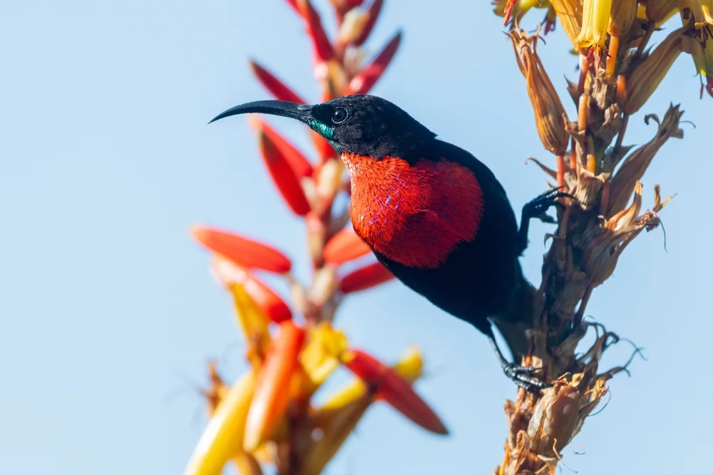 Senegalnektarvogel (Chalcomitra senegalensis)