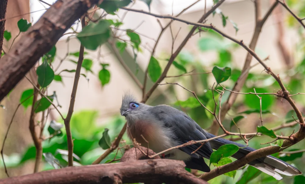 Serriana-Kuckuck (Coua serriana)