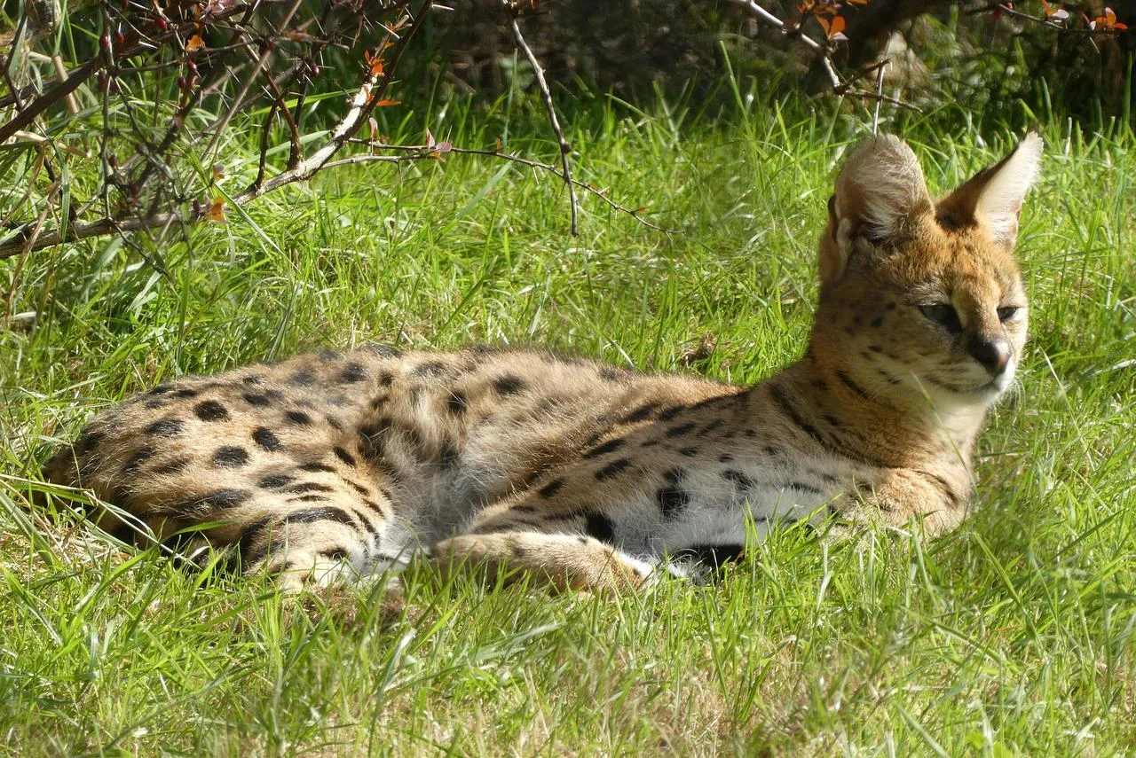 Serval