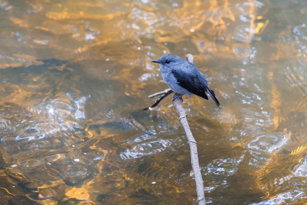 Seth-Smiths Fliegenschnäpper (Muscicapa sethsmithi)