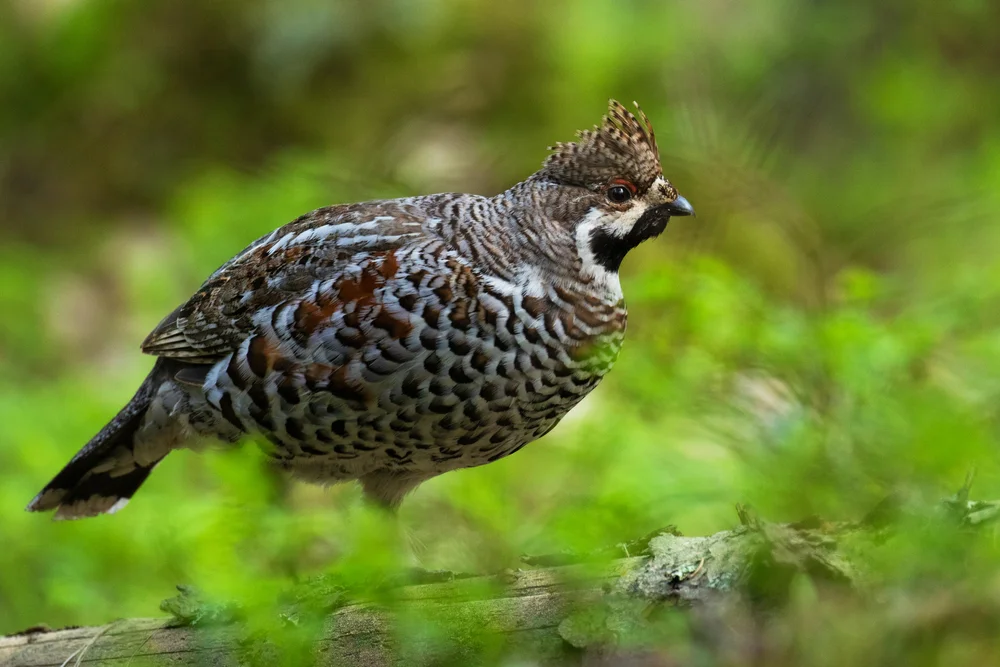 Severtzows Haselhuhn (Tetrastes sewerzowi)