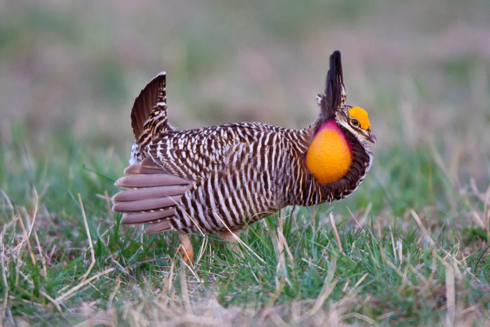 Sharp-tailed Grouse (Tympanuchus phasianellus)