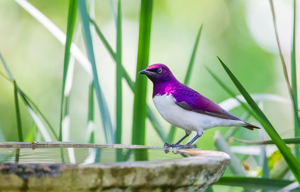Sharpes Glanzvogel (Cinnyricinclus sharpii)