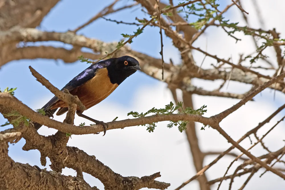 Shelley-Glanzstar (Lamprotornis shelleyi)