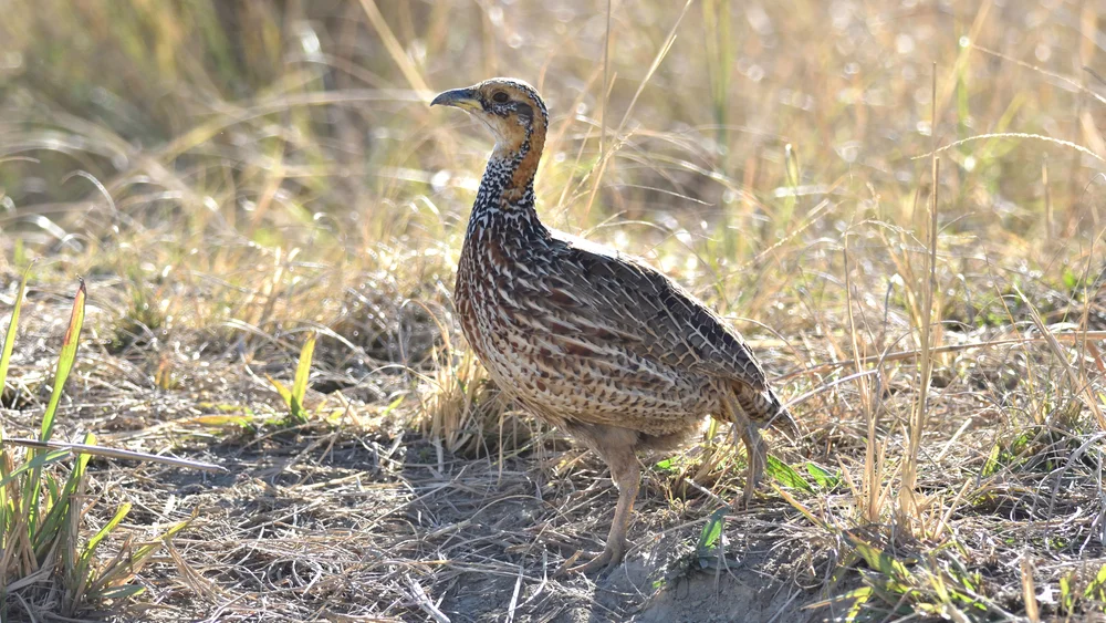 Shelleys Frankolin (Scleroptila streptophora)