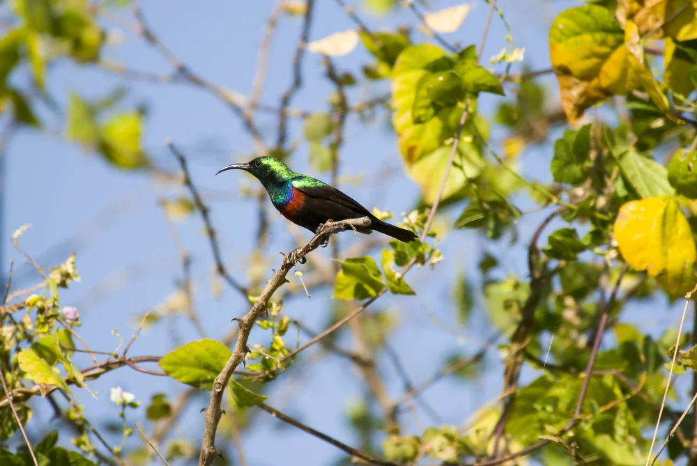 Shelleys Nektarvogel (Cinnyris shelleyi)