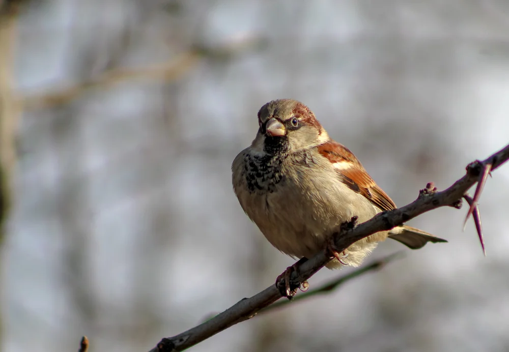 Shelleys Sperling (Passer shelleyi)
