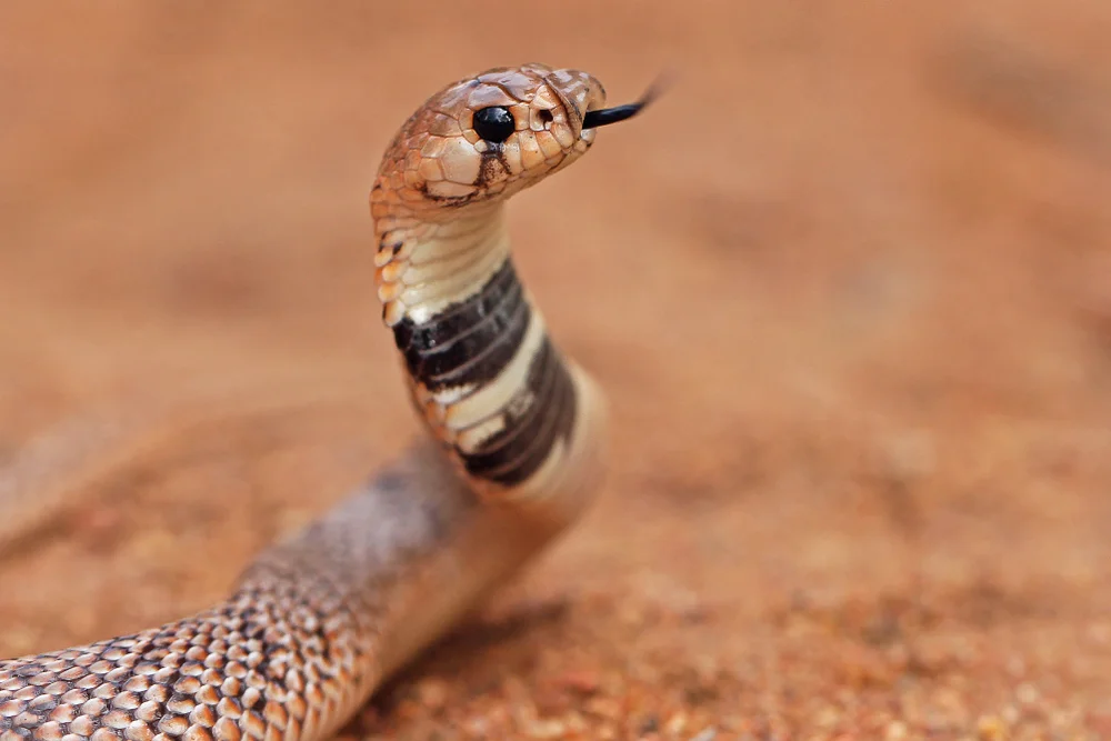 Shield-nosed Cobra (Aspidelaps scutatus)