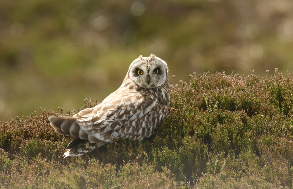 Short-eared Owl (Asio flammeus)