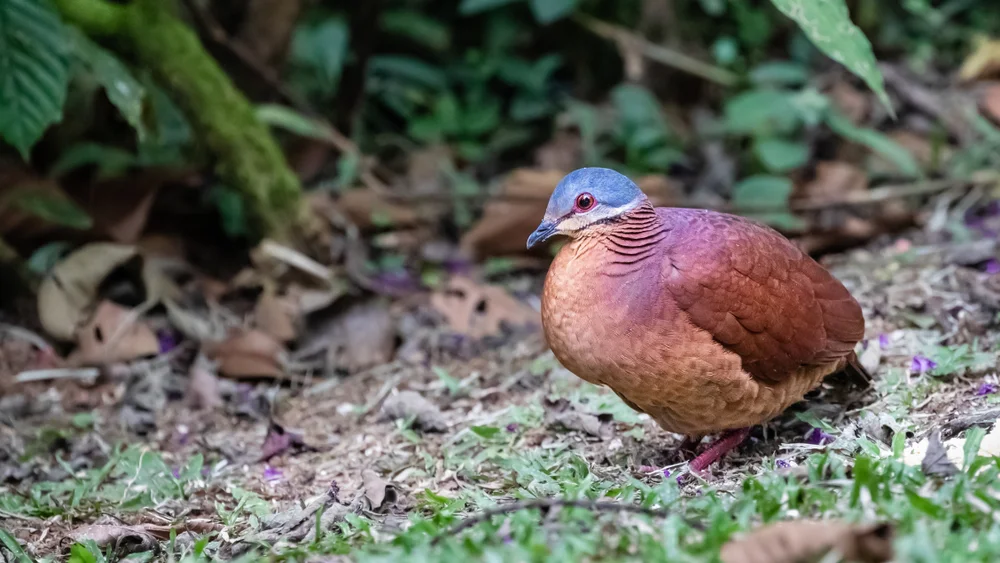 Sibirische Drossel (Zentrygon goldmani)