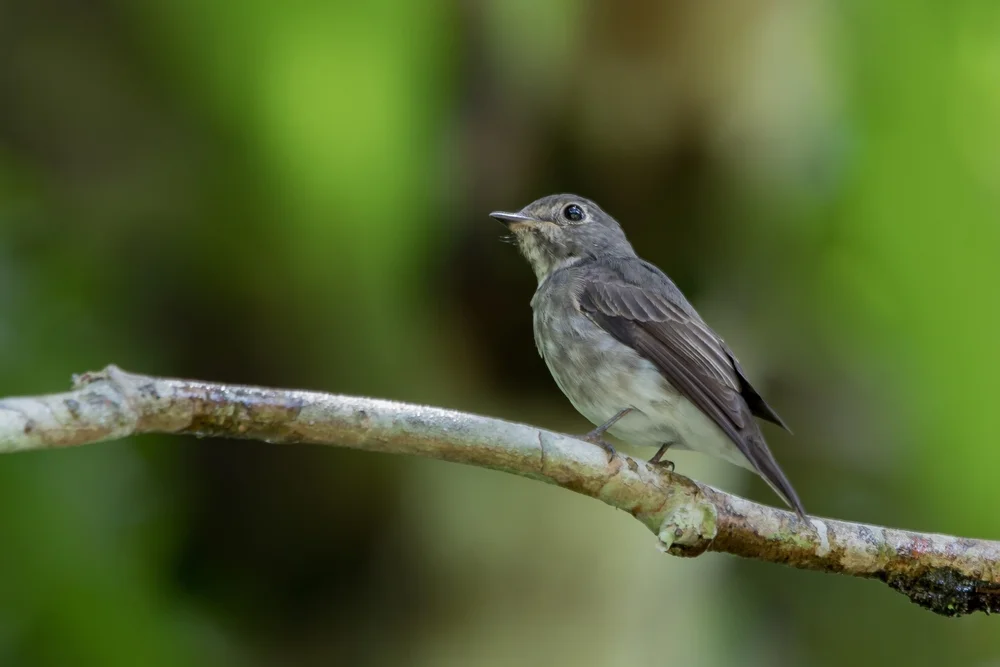 Sibirischer Fliegenschnäpper (Muscicapa sibirica)