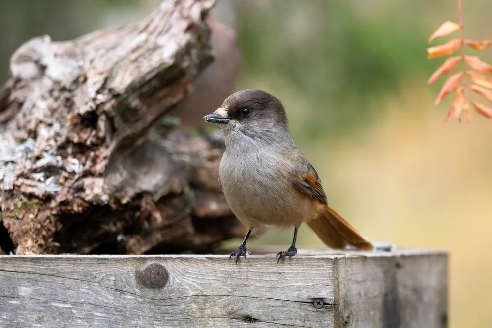 Sibirischer Häher (Perisoreus internigrans)