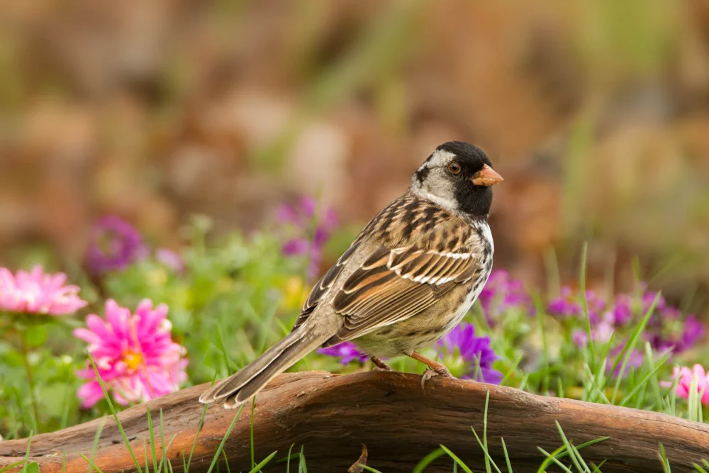 Sichel-Brillenvogel (Zonotrichia querula)
