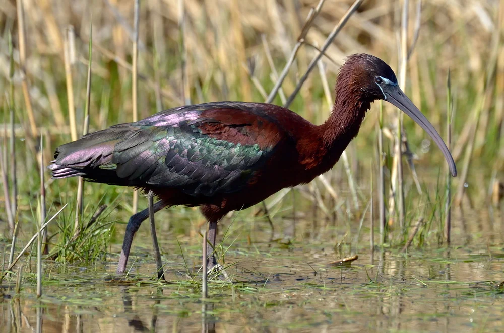Sichel-Ibis (Plegadis falcinellus)