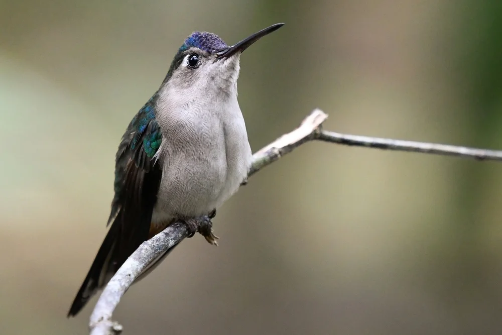 Sichelflügel (Pampa curvipennis)