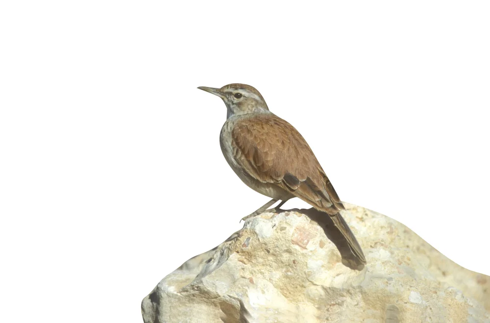 Sichellerche (Certhilauda curvirostris)