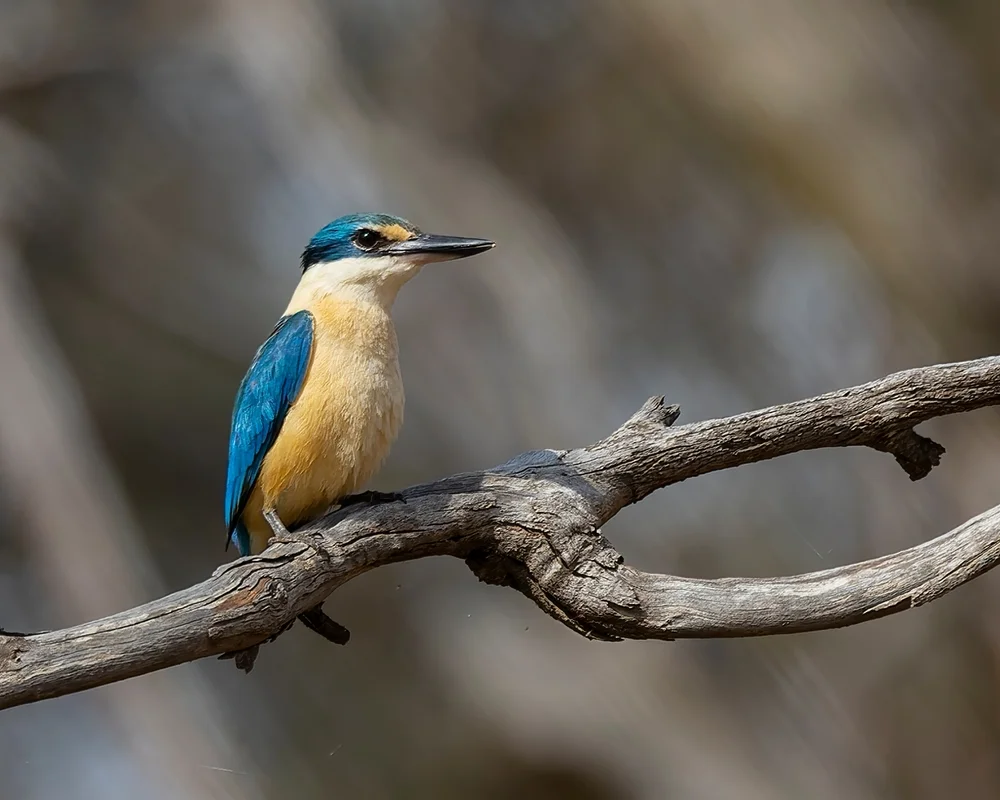 Sichelschnabel-Eisvogel (Todiramphus recurvirostris)