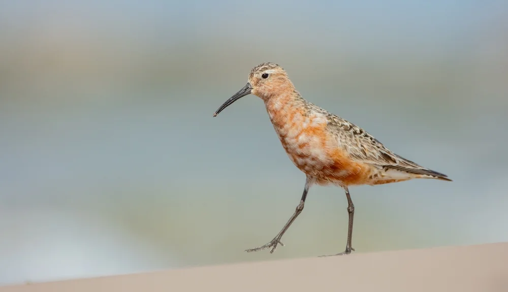 Sichelstrandläufer (Calidris ferruginea)