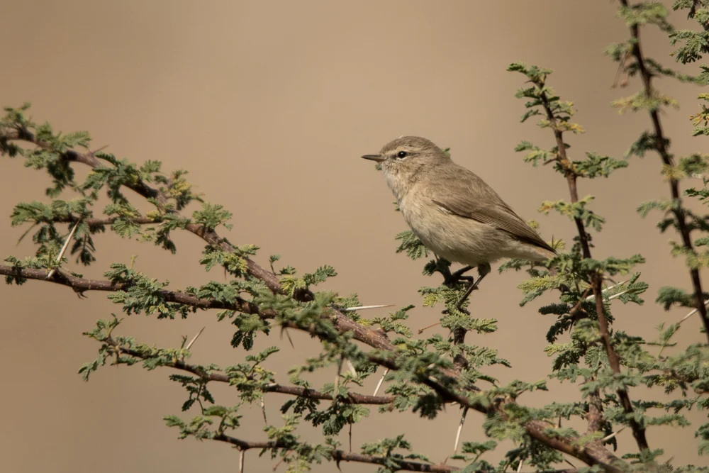 Sichuan-Laubsänger (Phylloscopus neglectus)