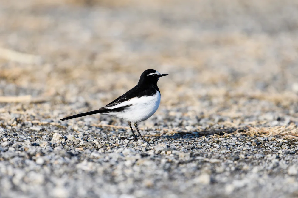 Sichuan-Stelze (Motacilla grandis)