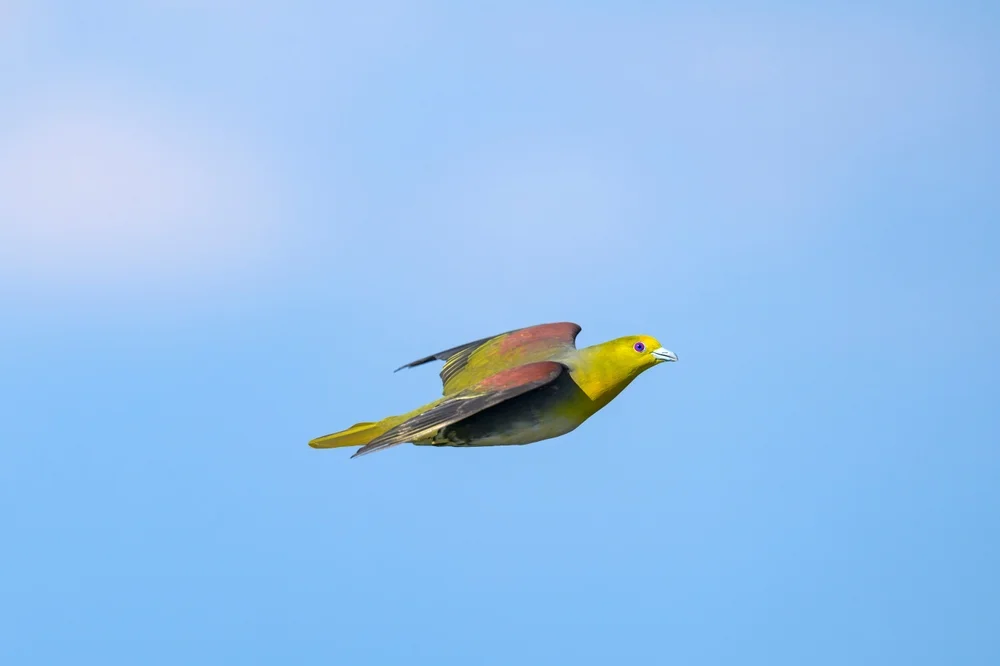 Siebolds Grüntaube (Treron sieboldii)