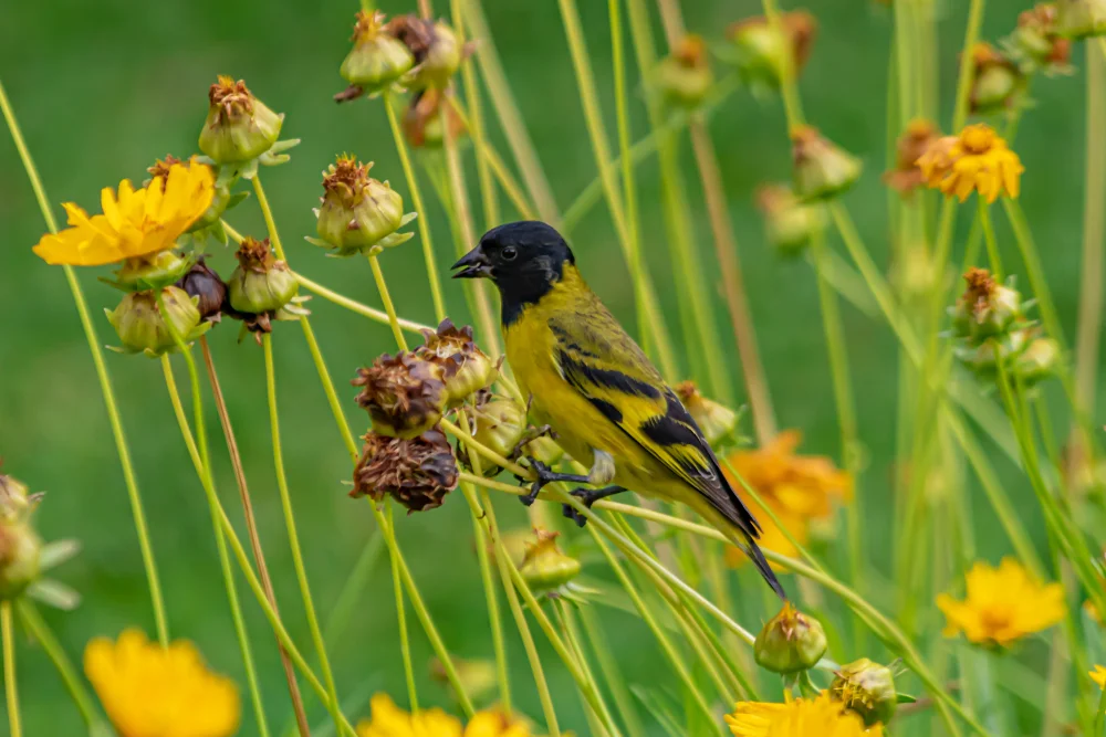 Siemiradzkis Zeisig (Spinus siemiradzkii)