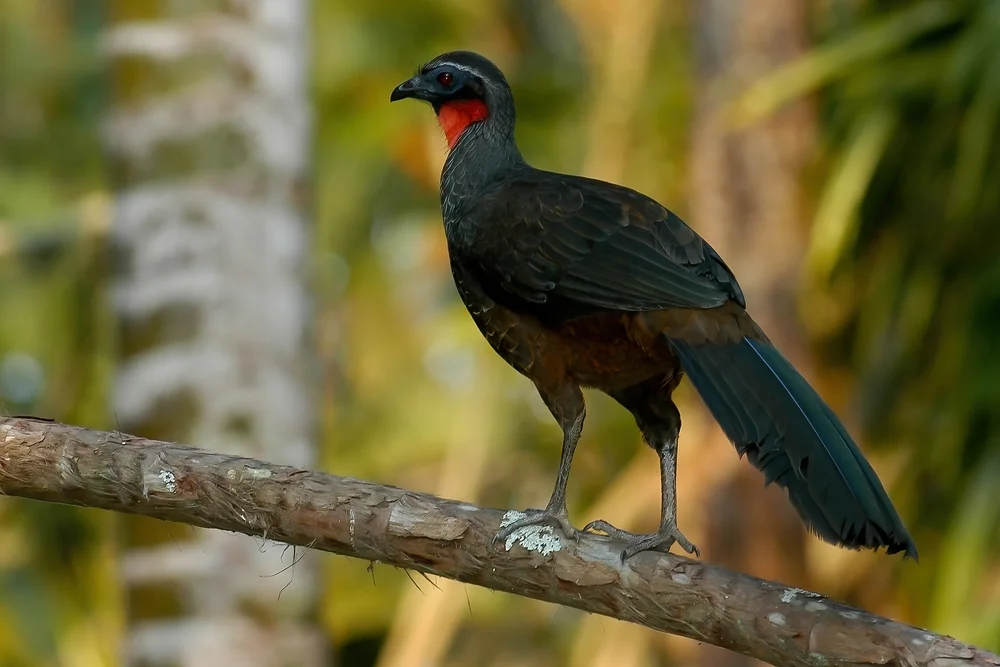 Silberguan (Penelope argyrotis)